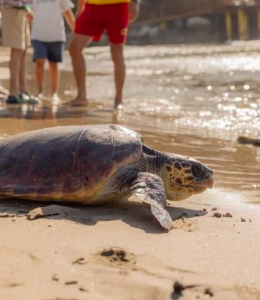 caretta