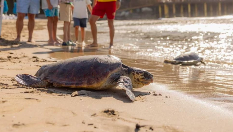 caretta