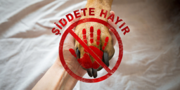 hayvana-siddete-hayir